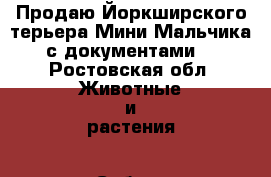 Продаю Йоркширского терьера Мини-Мальчика с документами. - Ростовская обл. Животные и растения » Собаки   
